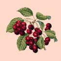 Elizabeth Bradley, Botanical Fruits, CHERRIES - 16x16 pollici Elizabeth Bradley - 3