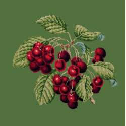 Elizabeth Bradley, Botanical Fruits, CHERRIES - 16x16 pollici Elizabeth Bradley - 6