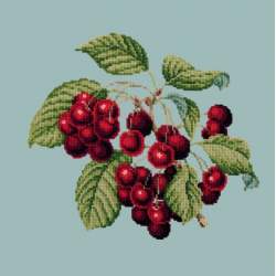 Elizabeth Bradley, Botanical Fruits, CHERRIES - 16x16 pollici Elizabeth Bradley - 14