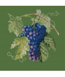 Elizabeth Bradley, Botanical Fruits, GRAPES - 16x16 pollici Elizabeth Bradley - 6