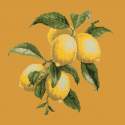 Elizabeth Bradley, Botanical Fruits, LEMONS - 16x16 pollici Elizabeth Bradley - 13