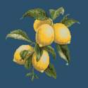 Elizabeth Bradley, Botanical Fruits, LEMONS - 16x16 pollici Elizabeth Bradley - 16