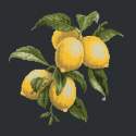 Elizabeth Bradley, Botanical Fruits, LEMONS - 16x16 pollici Elizabeth Bradley - 18