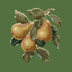 Elizabeth Bradley, Botanical Fruits, PEARS - 16x16 pollici Elizabeth Bradley - 6