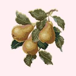 Elizabeth Bradley, Botanical Fruits, PEARS - 16x16 pollici Elizabeth Bradley - 12