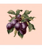 Elizabeth Bradley, Botanical Fruits, PLUMS - 16x16 pollici Elizabeth Bradley - 3