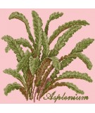 Elizabeth Bradley, Shade Garden, ASPLENIUM - 16x16 pollici Elizabeth Bradley - 2