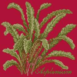 Elizabeth Bradley, Shade Garden, ASPLENIUM - 16x16 pollici Elizabeth Bradley - 4