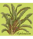 Elizabeth Bradley, Shade Garden, ASPLENIUM - 16x16 pollici Elizabeth Bradley - 8