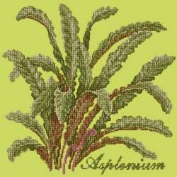 Elizabeth Bradley, Shade Garden, ASPLENIUM - 16x16 pollici Elizabeth Bradley - 8