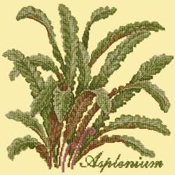 Elizabeth Bradley, Shade Garden, ASPLENIUM - 16x16 pollici Elizabeth Bradley - 10