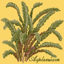 Elizabeth Bradley, Shade Garden, ASPLENIUM - 16x16 pollici Elizabeth Bradley - 11