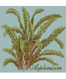 Elizabeth Bradley, Shade Garden, ASPLENIUM - 16x16 pollici Elizabeth Bradley - 14