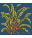 Elizabeth Bradley, Shade Garden, ASPLENIUM - 16x16 pollici Elizabeth Bradley - 16