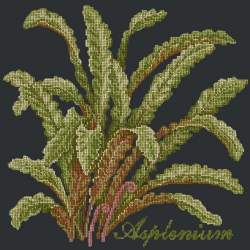 Elizabeth Bradley, Shade Garden, ASPLENIUM - 16x16 pollici Elizabeth Bradley - 18