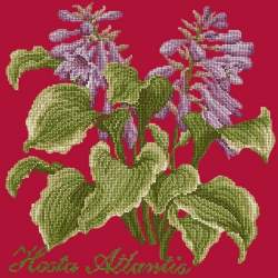 Elizabeth Bradley, Shade Garden, HOSTA ATLANTIS - 16x16 pollici Elizabeth Bradley - 4