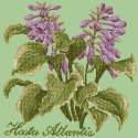 Elizabeth Bradley, Shade Garden, HOSTA ATLANTIS - 16x16 pollici Elizabeth Bradley - 9