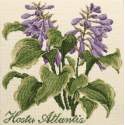 Elizabeth Bradley, Shade Garden, HOSTA ATLANTIS - 16x16 pollici Elizabeth Bradley - 12