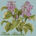 Elizabeth Bradley, Shade Garden, HOSTA ATLANTIS - 16x16 pollici Elizabeth Bradley - 14