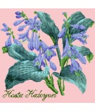 Elizabeth Bradley, Shade Garden, HOSTA HALCYON - 16x16 pollici Elizabeth Bradley - 2