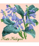 Elizabeth Bradley, Shade Garden, HOSTA HALCYON - 16x16 pollici Elizabeth Bradley - 3