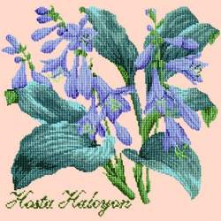 Elizabeth Bradley, Shade Garden, HOSTA HALCYON - 16x16 pollici Elizabeth Bradley - 3