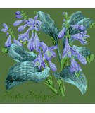 Elizabeth Bradley, Shade Garden, HOSTA HALCYON - 16x16 pollici Elizabeth Bradley - 6