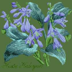 Elizabeth Bradley, Shade Garden, HOSTA HALCYON - 16x16 pollici Elizabeth Bradley - 6