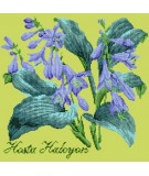 Elizabeth Bradley, Shade Garden, HOSTA HALCYON - 16x16 pollici Elizabeth Bradley - 8