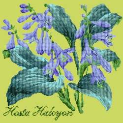 Elizabeth Bradley, Shade Garden, HOSTA HALCYON - 16x16 pollici Elizabeth Bradley - 8