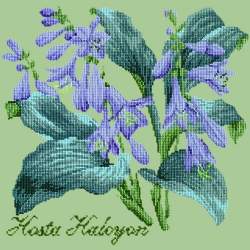 Elizabeth Bradley, Shade Garden, HOSTA HALCYON - 16x16 pollici Elizabeth Bradley - 9