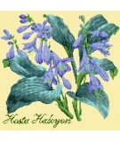 Elizabeth Bradley, Shade Garden, HOSTA HALCYON - 16x16 pollici Elizabeth Bradley - 10