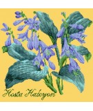 Elizabeth Bradley, Shade Garden, HOSTA HALCYON - 16x16 pollici Elizabeth Bradley - 11