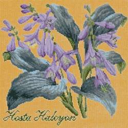 Elizabeth Bradley, Shade Garden, HOSTA HALCYON - 16x16 pollici Elizabeth Bradley - 13