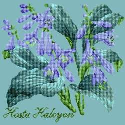 Elizabeth Bradley, Shade Garden, HOSTA HALCYON - 16x16 pollici Elizabeth Bradley - 15