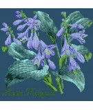 Elizabeth Bradley, Shade Garden, HOSTA HALCYON - 16x16 pollici Elizabeth Bradley - 16