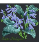 Elizabeth Bradley, Shade Garden, HOSTA HALCYON - 16x16 pollici Elizabeth Bradley - 18