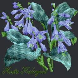 Elizabeth Bradley, Shade Garden, HOSTA HALCYON - 16x16 pollici Elizabeth Bradley - 18