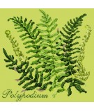 Elizabeth Bradley, Shade Garden, POLYPODIUM - 16x16 pollici Elizabeth Bradley - 8