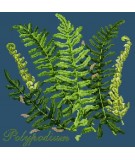 Elizabeth Bradley, Shade Garden, POLYPODIUM - 16x16 pollici Elizabeth Bradley - 16