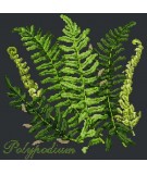 Elizabeth Bradley, Shade Garden, POLYPODIUM - 16x16 pollici Elizabeth Bradley - 18