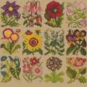 Elizabeth Bradley, Floribunda, COTTAGE GARDEN FAVOURITES - 12x12 pollici Elizabeth Bradley - 17