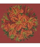 Elizabeth Bradley, Floribunda, LILY BALL - 12x12 pollici Elizabeth Bradley - 5