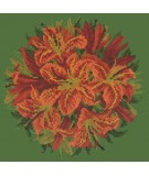 Elizabeth Bradley, Floribunda, LILY BALL - 12x12 pollici Elizabeth Bradley - 6