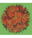 Elizabeth Bradley, Floribunda, LILY BALL - 12x12 pollici Elizabeth Bradley - 7