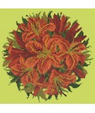 Elizabeth Bradley, Floribunda, LILY BALL - 12x12 pollici Elizabeth Bradley - 8