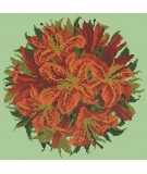 Elizabeth Bradley, Floribunda, LILY BALL - 12x12 pollici Elizabeth Bradley - 9