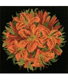 Elizabeth Bradley, Floribunda, LILY BALL - 12x12 pollici Elizabeth Bradley - 18