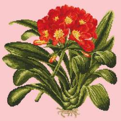 Elizabeth Bradley, Tropicals, CLIVIA - 16x16 pollici Elizabeth Bradley - 1