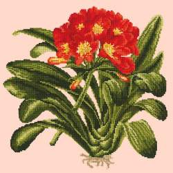 Elizabeth Bradley, Tropicals, CLIVIA - 16x16 pollici Elizabeth Bradley - 2